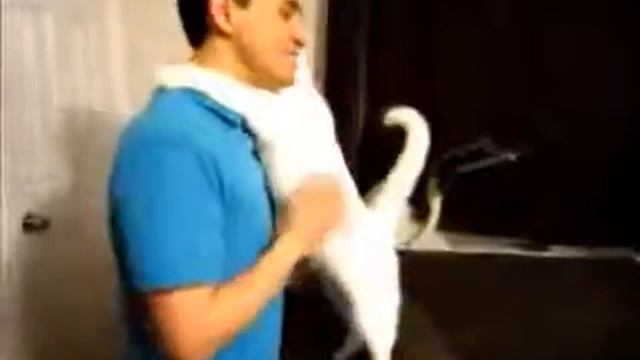 Кошка обнимается с хозяином смотреть онлайн