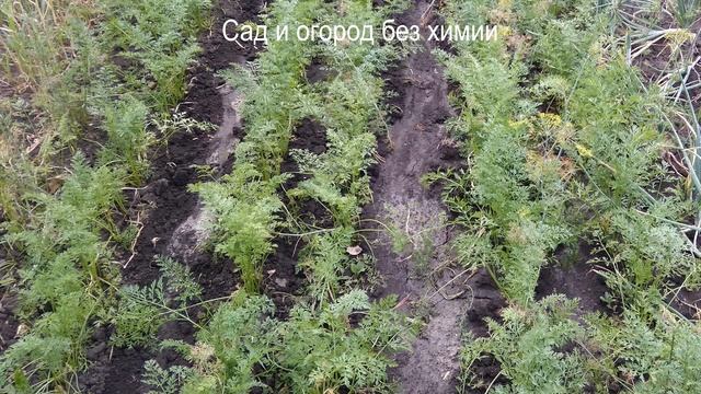 МОРКОВЬ. МОЙ ОПЫТ ВЫРАЩИВАНИЯ смотреть онлайн