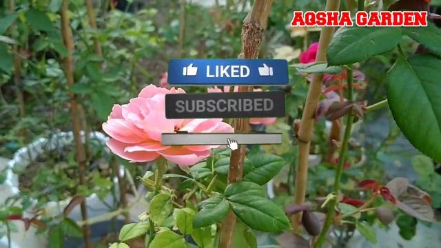 Two Florets Blooms‼️ Amandine Channel Rose The Pink Blend Shrub ‼️