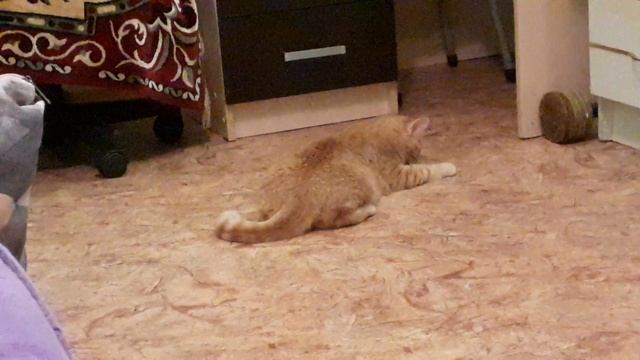 Лучик нос не оторвёт от когтеточки ? смотреть онлайн