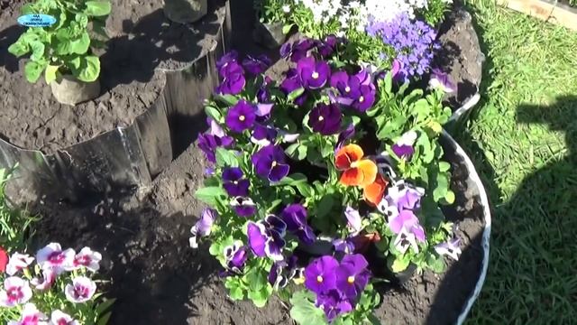 ВЫСАДКА ЦВЕТОВ НА НАШУ КЛУМБУ-ТРАНСФОРМЕР! смотреть онлайн