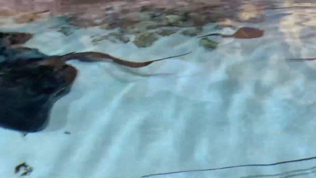 ВДНХ. Океанариум