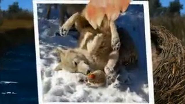 Ёжик поёт про ВОЛКА смотреть онлайн