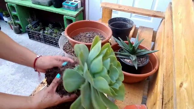 Trasplantando mi Echeveria Conchita (Rosa de Alabastro) y Sábila Mini Jardin смотреть онлайн