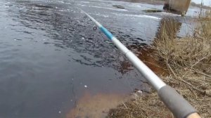 Поклевки щуки крупным планом на поплавок. Рыбалка на живца. Щука просыпается.