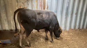 Откорм бычков. Проблемы с ногами, лечим быка.#копыта #ивермек #болезнь