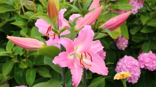 Această muzică vă ajută să adormiți