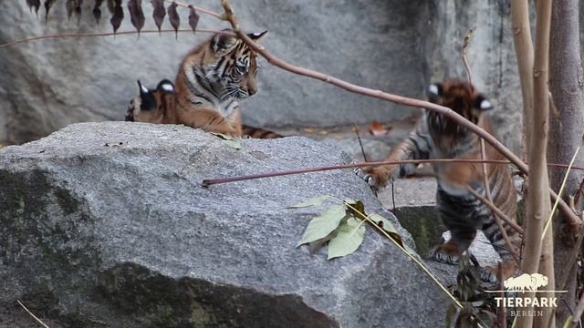 Tigerquartett Im Tierpark Berlin - Tiger Babies At Tierpark Berlin
