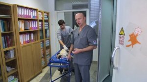 Судороги у животных – Ветдоктор – ответ 9