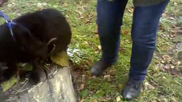 КОТ НА ПРОГУЛКЕ смотреть онлайн