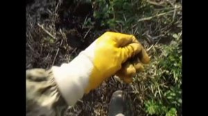 Поиск монет на выбитом поле с металлоискателем Garrett Ace 250