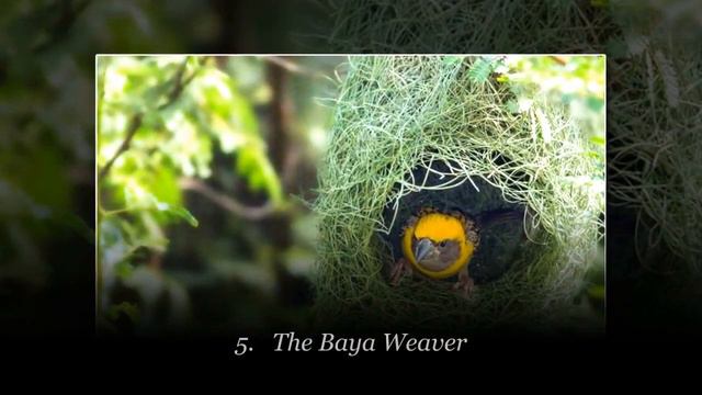 Top 10 Animal Architects And The Beautiful Homes They Build смотреть онлайн