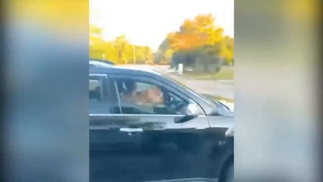 1 Hour of Funniest Cats -- and Dogs -- Videos 2023(720P_HD).mp4 смотреть онлайн