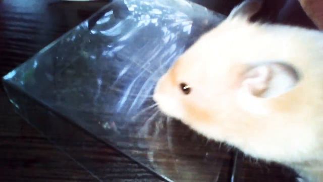 Супер-мини видео как очень смешно ест хомяк 🍒🐹 смотреть онлайн