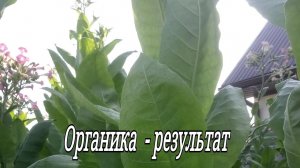 Результат органического  удобрения . Сорт Спектр.Табак.