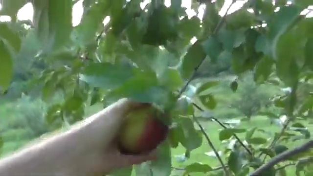 Williams Pride Apple смотреть онлайн