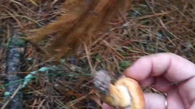 Мокруха пурпуровая и зонтик краснеющий! Вкусные, но не всем известные грибы! 24 сентября 2021 года! смотреть онлайн