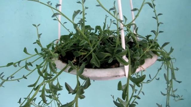 Крестовник "Дельфинчики" смотреть онлайн
