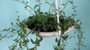 Крестовник "Дельфинчики"