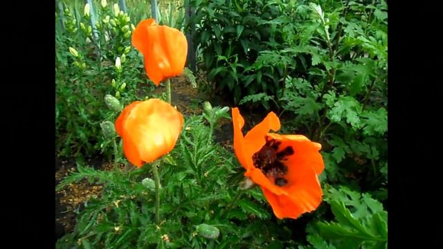 Work on a "MIDSUMMER NIGHT'S DREAM" dress???? - Работа над платьем "СОН В ЛЕТНЮЮ НОЧЬ" смотреть онлайн