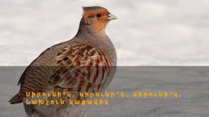 Կաքավիկ - Կոմիտաս /  Kaqavik - Komitas
