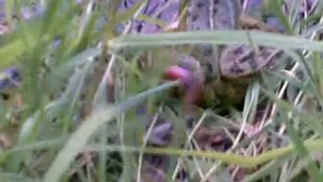 Ловля лягушки на червя)) смотреть онлайн
