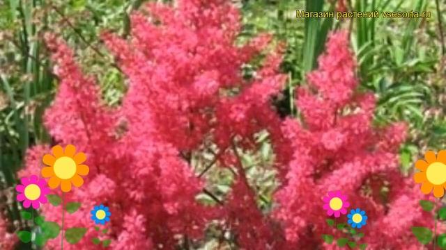 Астильба японская Везувий. Краткий обзор, описание характеристик Astilbe Japonica Vesuvius