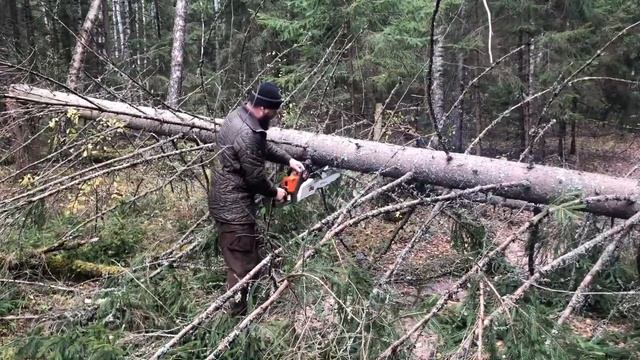 Смоленская область октябрь 2023 смотреть онлайн