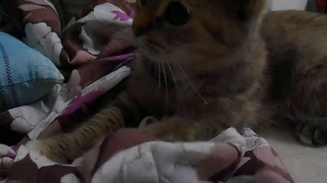 Люблю я тряпочки! Мне с ними хорошо!:) Кошка Ромашка. смотреть онлайн