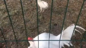 Как петух топчет курицу. Зачем нужен петух в курятнике?