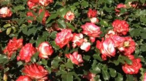 Роза Юбилей принца Монако.