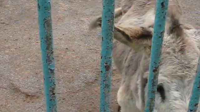 Осел, просто осел! смотреть онлайн