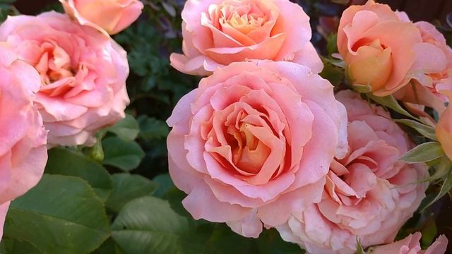 ФАНТАСТИЧЕСКИ КРАСИВАЯ роза ВИВЬЕН ВЕСТВУД???. Цветение двух сезонов