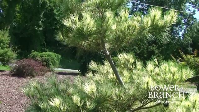 Pinus densiflora 'Oculus Draconis' Dragon Eye Pine смотреть онлайн