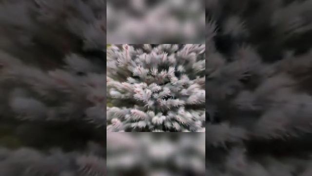 Ель голубая в ассортименте/ сортовые голубые ели / смотреть онлайн