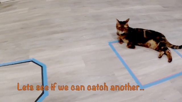 Bengal Cats React To : Trap Tape Box Experiment - Ep.9 смотреть онлайн