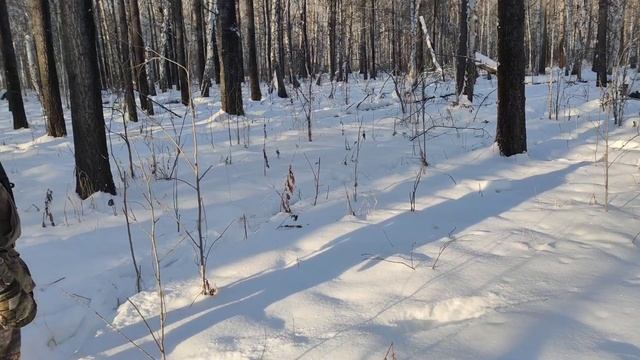 Охота с лайками на куницу. Неточные координаты. смотреть онлайн