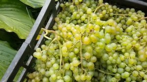 Виноград Подмосковья. Урожай 2018 #виноградподмосковья #сортаподмосковноговинограда