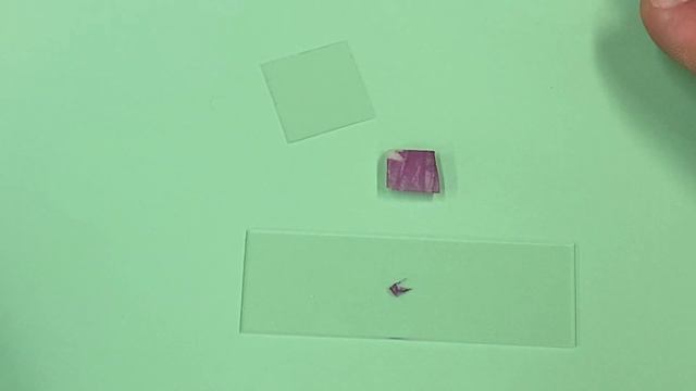 7   Red Onion Wet Mount Slide Preparation
