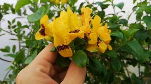 Руттия желтая. Ruttya ovata