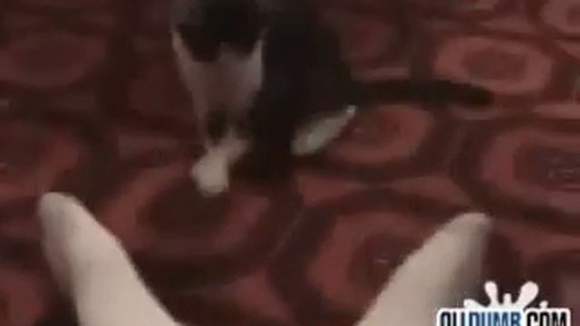 Кот занюхал носки смотреть онлайн