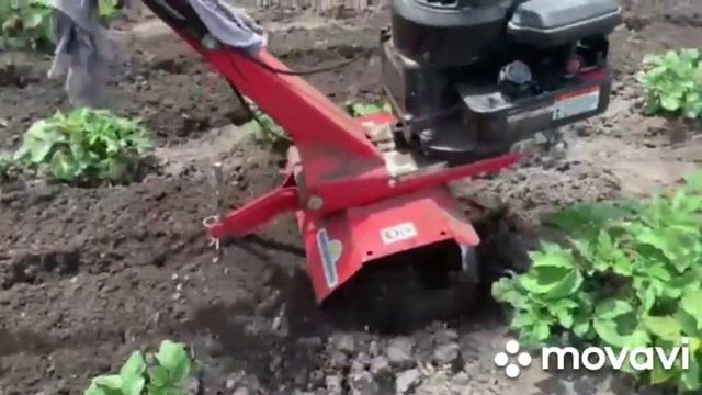 Окучивание картошки мотоблоком 2021 смотреть онлайн