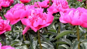 Lactiflora Best Man | R2 Flowers BV | Peonies