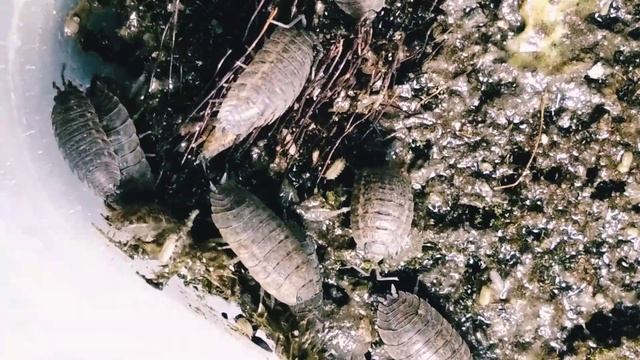 Мокрицы  кто они такие и как их содержать