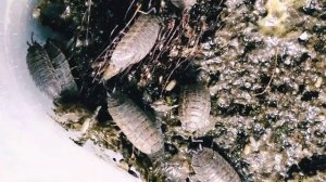 Мокрицы  кто они такие и как их содержать