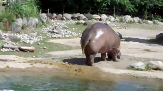 World's Biggest Fart - The Hippo смотреть онлайн