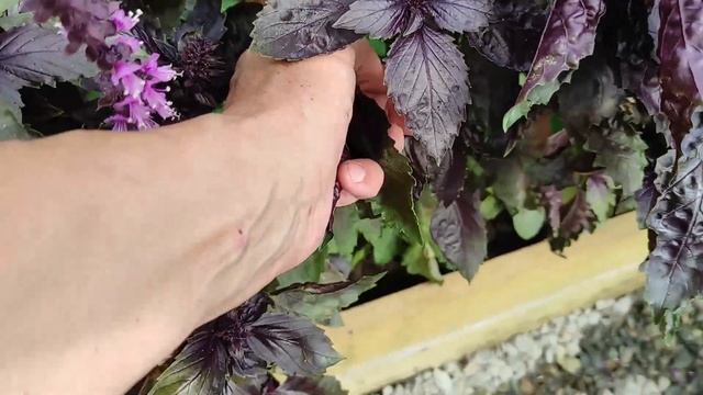 Заготовки зимой: простые рецепты