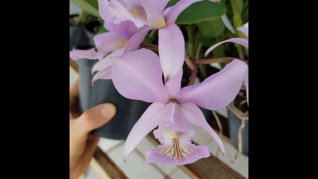 Cattleya Nobilior Amaliae - Nativa смотреть онлайн