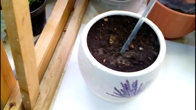 Легендарный Олеандр смотреть онлайн