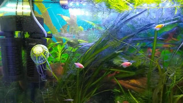 Мой аквариум 100 литров. смотреть онлайн